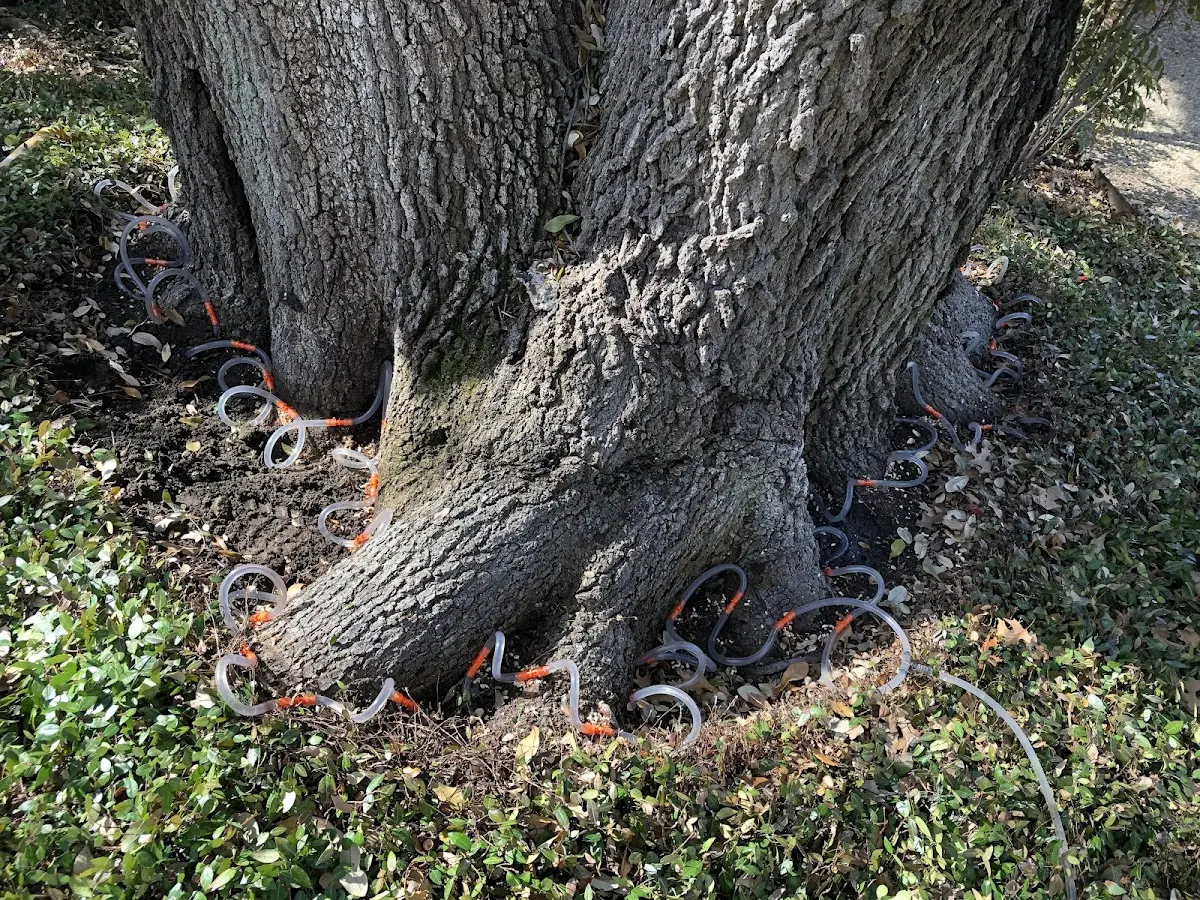 Detailed Tree Cabling and Bracing job site in Hackleburg