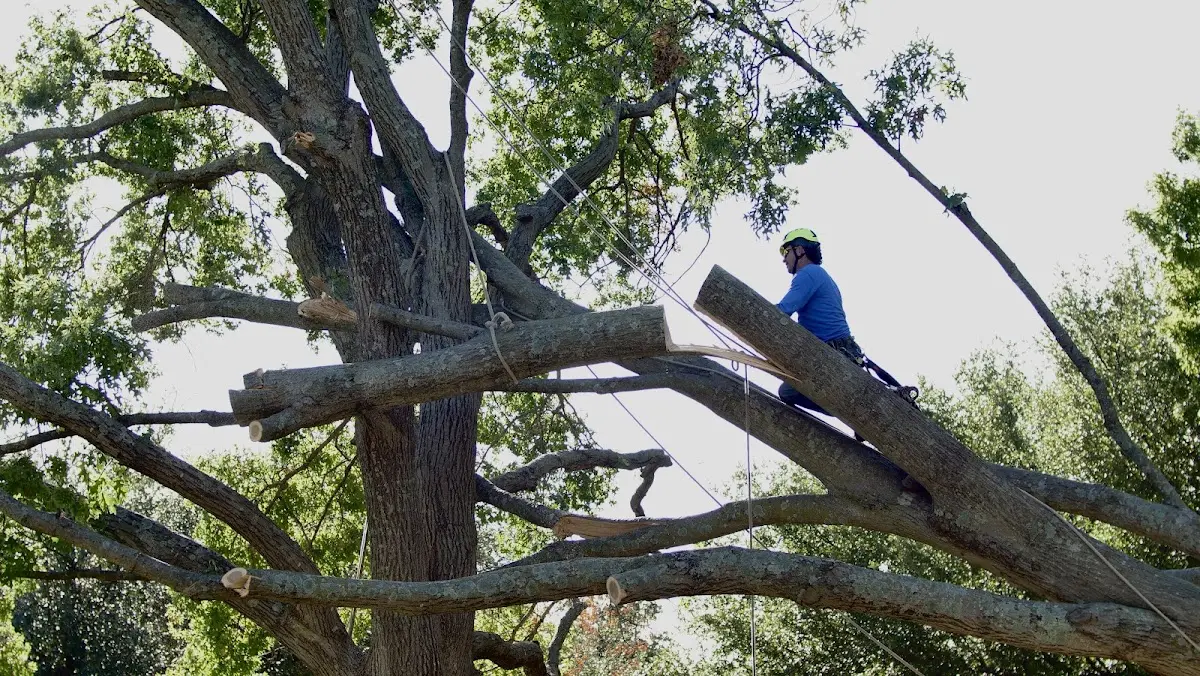 Professional Crown Thinning performed by certified arborists in Hackleburg